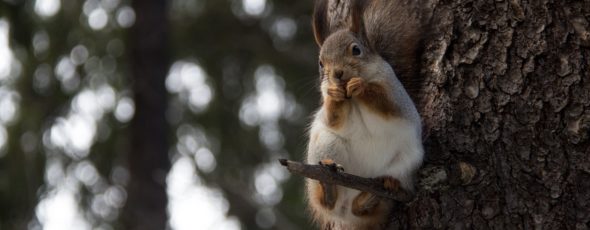 squirrel removal Denver